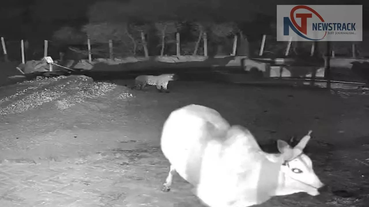 Ghusa tendua in cowshed, caught on CCTV, robbery in village and forest department alert