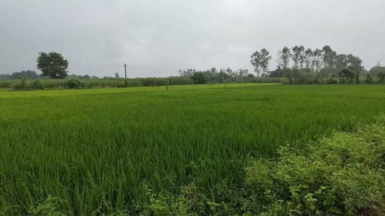 Balrampur News: बलरामपुर में तीन दिनों से मौसम का बदलाव, उमस से राहत, किसानों की फसलों को मिला सहारा
