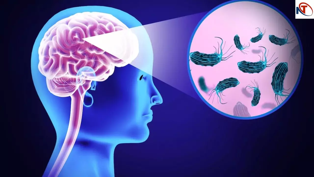 Brain Eating Amoeba