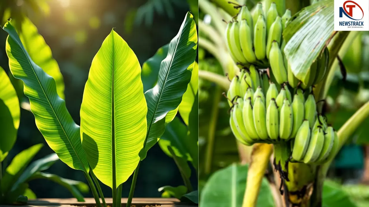 Banana Peel Benefits, kele ke chhilake fayde