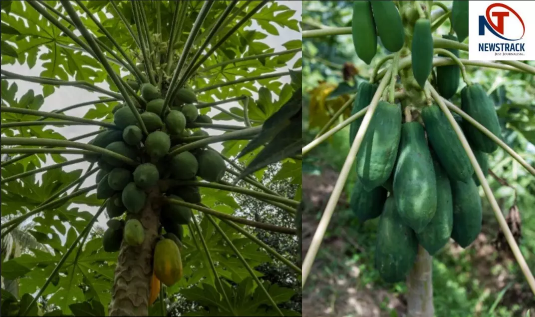 Raw Papaya Benefits