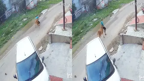Kanpur News: सुबह की सैर बनी खौफनाक, आवारा गाय के हमले से बुजुर्ग घायल, गुस्से में क्षेत्रवासी