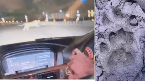 लखनऊ में दिखा तेंदुआ... 5 लाख की आबादी में खौफ! 3 शिफ्ट लगातार तलाश कर रहा वन विभाग लखनऊ में दिखा तेंदुआ... 5 लाख की आबादी में खौफ! 3 शिफ्ट लगातार तलाश कर रहा वन विभाग