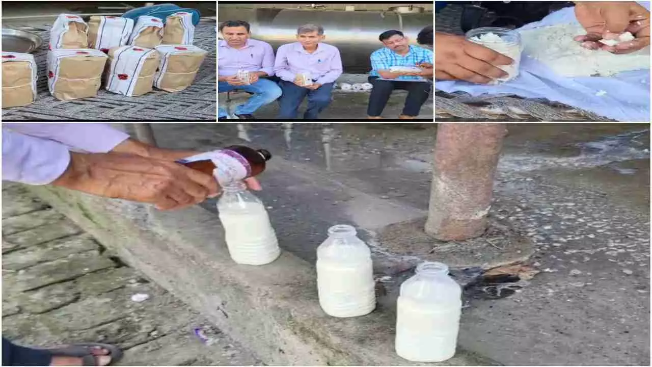 Shamli paneer adulteration