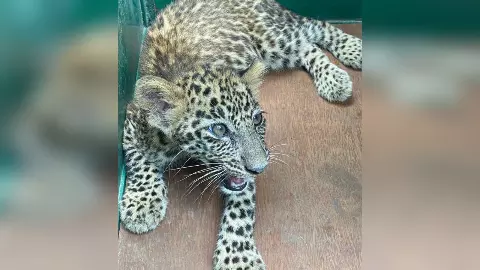 Leopard Cub Rescue Leopard Cub Rescue