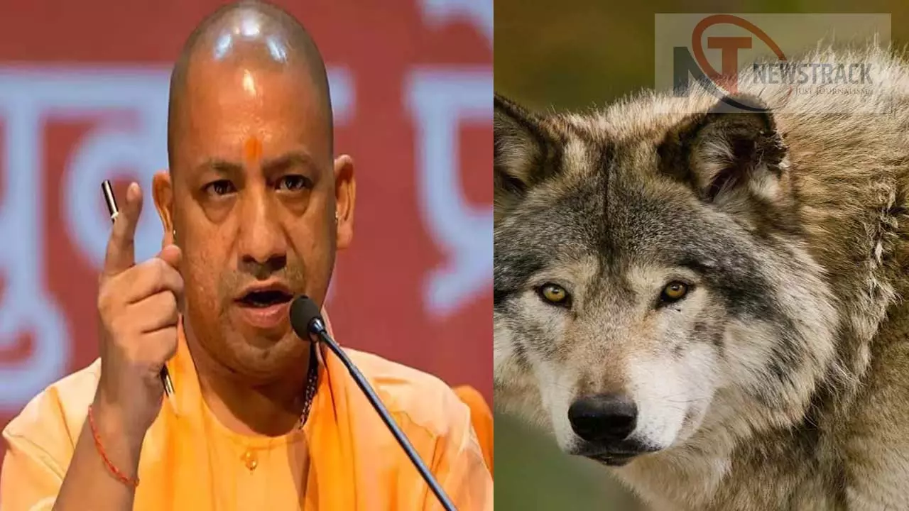 CM Yogi gives shoot at site order, sheep attack panic in villagers