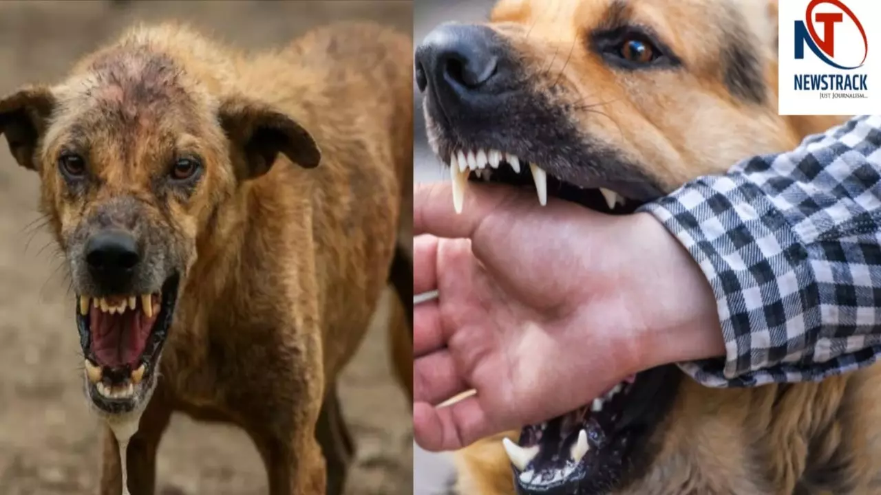 Anti Rabe's World Rabies Day 2025| rabies cure |rabies vaccine| causes of rabies ...