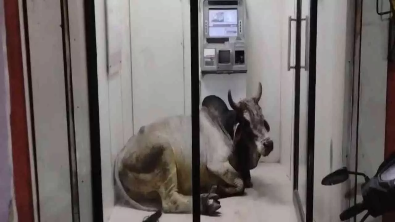 Stray Bull ATM