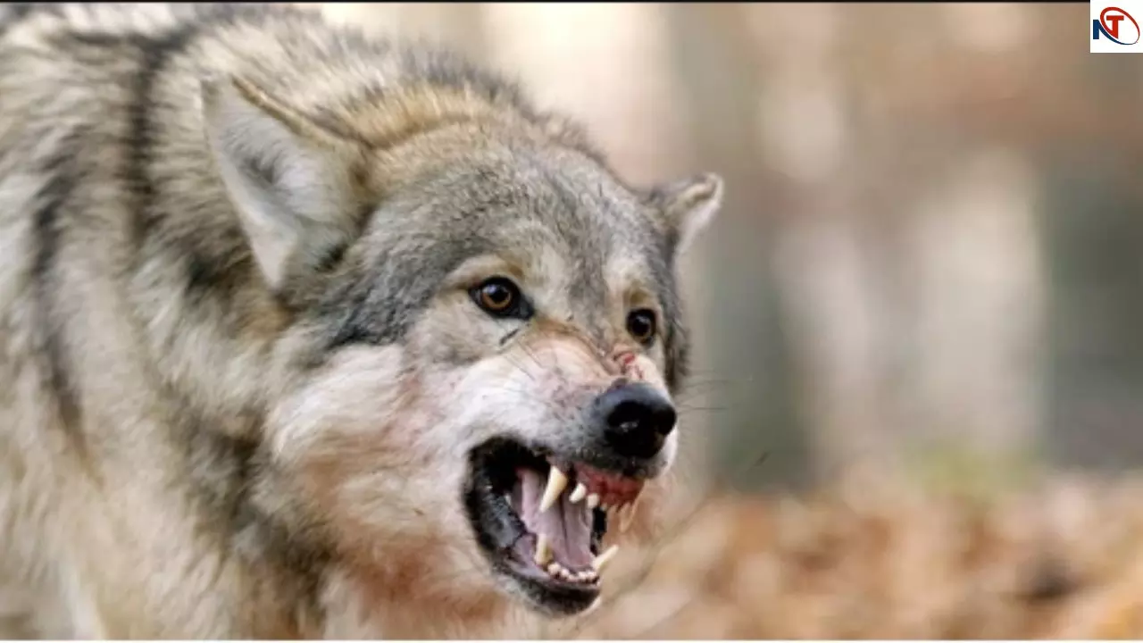 Bahraich Wolf Terror