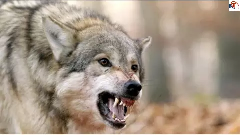 Bahraich Wolf Terror