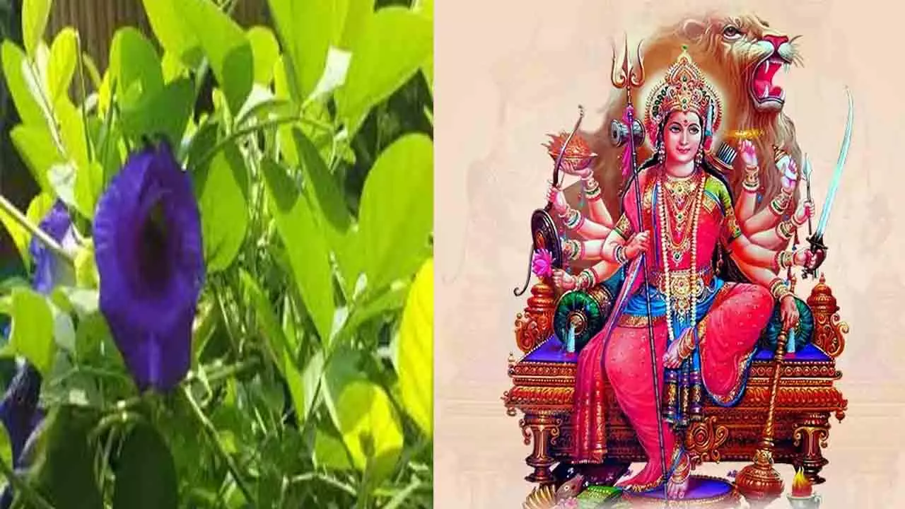 अपराजिता देवी (Goddess Aparajita Devi ) की पूजा  कब और कैसे करनी चाहिए? जानें अपराजिता देवी (Goddess Aparajita Devi ) की पूजा  कब और कैसे करनी चाहिए? जानें