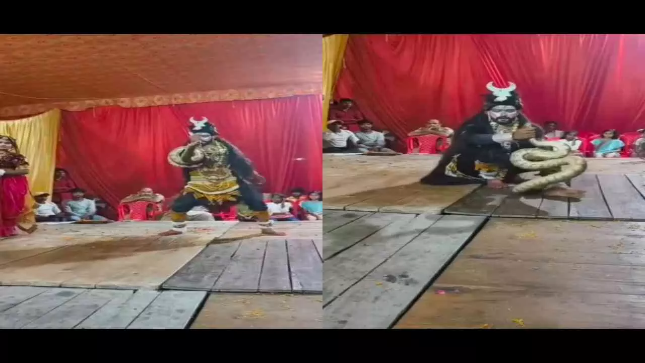 Shiva dance with python