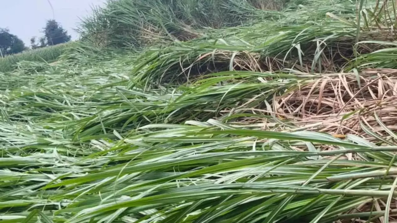Unseasonal Rain and Storm Damage Crops in Auraiya, Farmers Face Huge Losses | Auraiya News: औरैया में बेमौसम बारिश और तेज हवाओं से फसलों को भारी नुकसान, किसान बेहाल | News Track in Hindi