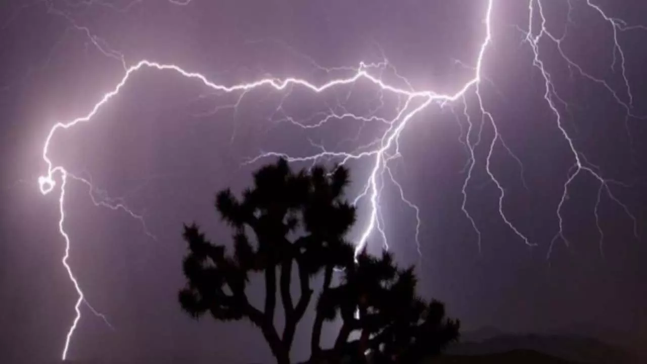 Tree falls, 15-year-old Ayush killed, three others injured in strong winds and rain