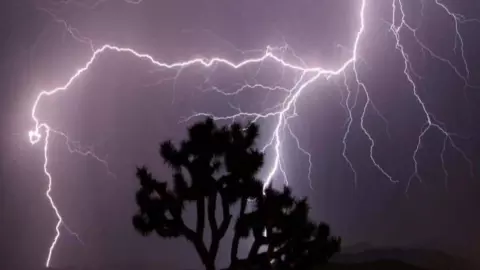 Tree falls, 15-year-old Ayush killed, three others injured in strong winds and rain
