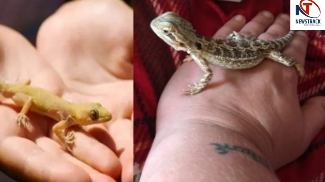 Lizard Fall on Female Body| Lizard Astrology For Female | महिलाओं के इन ...