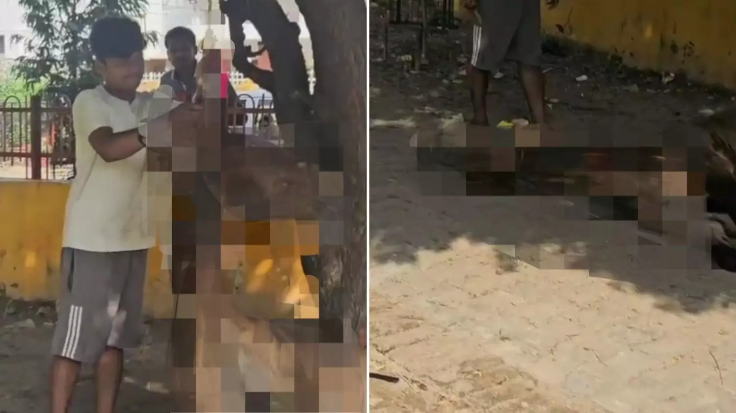 लखनऊ में क्रूरता की हदें पार! खच्चर के गले में रस्सी बांध की दरिंदगी...AASRA ने लिया मामले का संज्ञान, पुलिस-प्रशासन को पत्र लिखकर की जांच की मांग लखनऊ में क्रूरता की हदें पार! खच्चर के गले में रस्सी बांध की दरिंदगी...AASRA ने लिया मामले का संज्ञान, पुलिस-प्रशासन को पत्र लिखकर की जांच की मांग