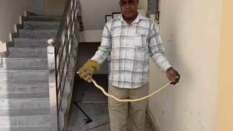 Hapur News: थाना परिसर में रेड स्नेक निकलने से हड़कंप, वनकर्मियों ने सुरक्षित पकड़ा