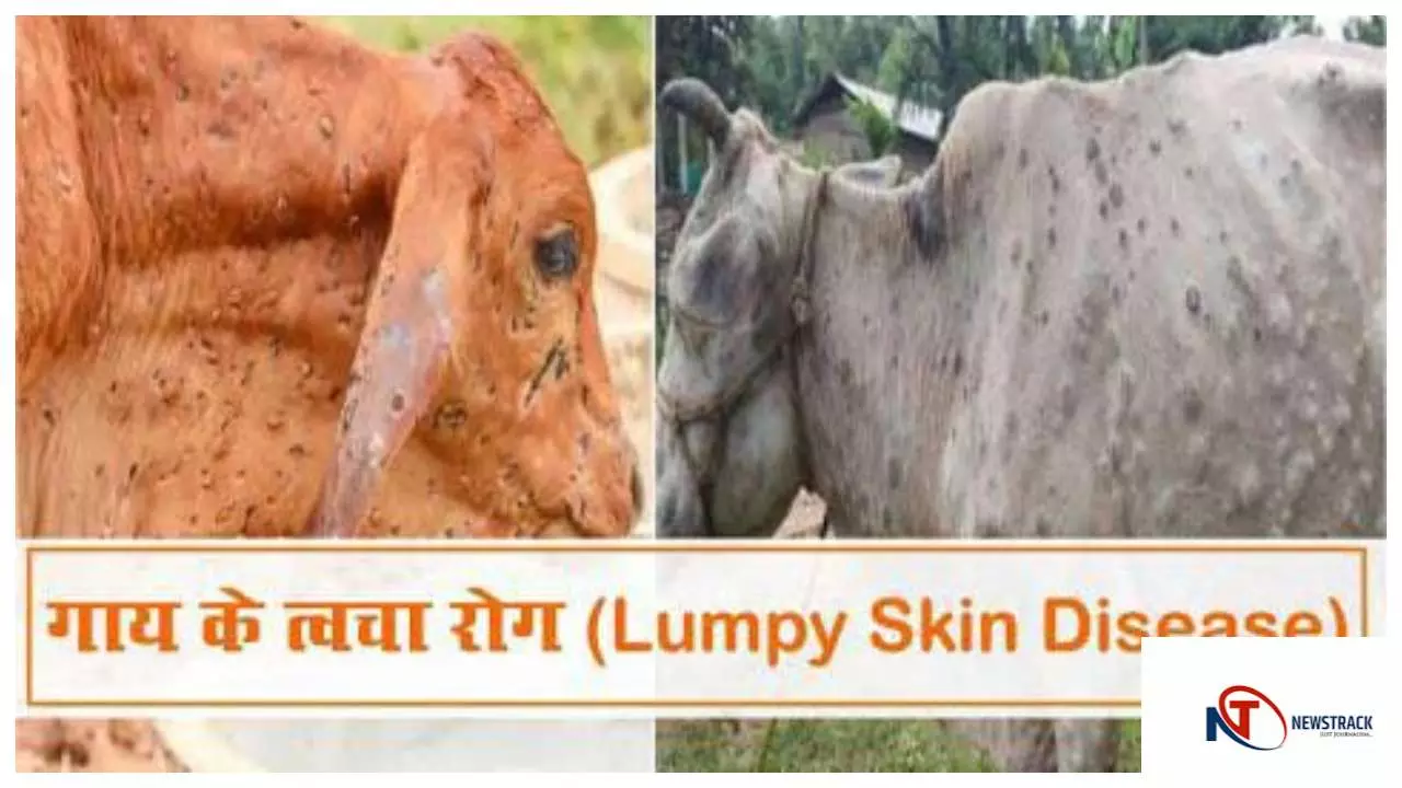 Gonda News : गोंडा में लम्पी बीमारी का प्रकोप, गायों की मौत से पशुपालकों में दहशत