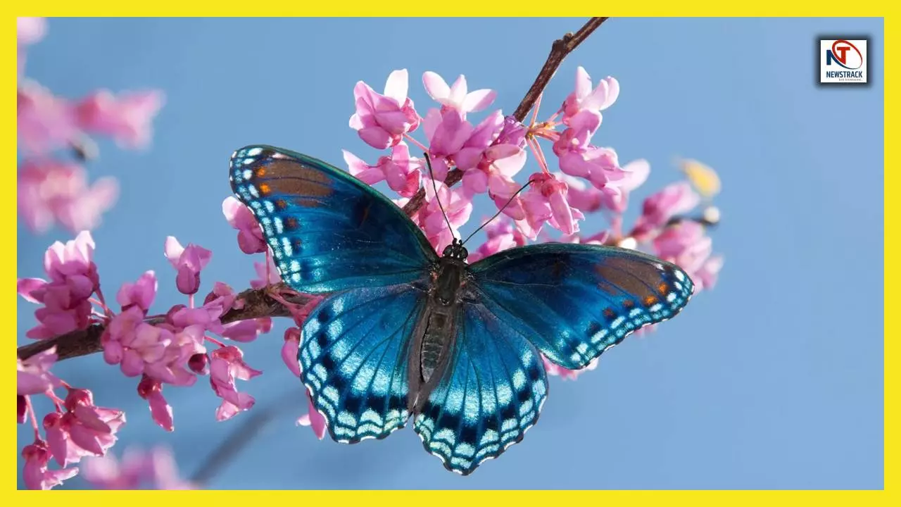 Butterfly Wings Powder:तितलियों के पंखों पर पाउडर जैसा पदार्थ-क्या यह सच में धूल है या कुछ और?जानिए