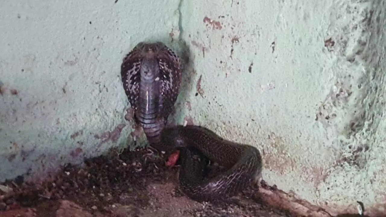 Cobra Rescued