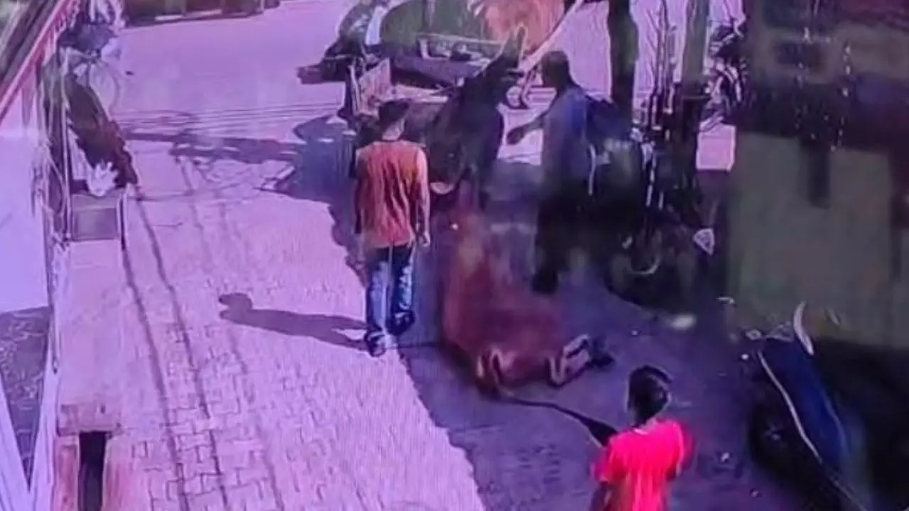 Moradabad cow cruelty