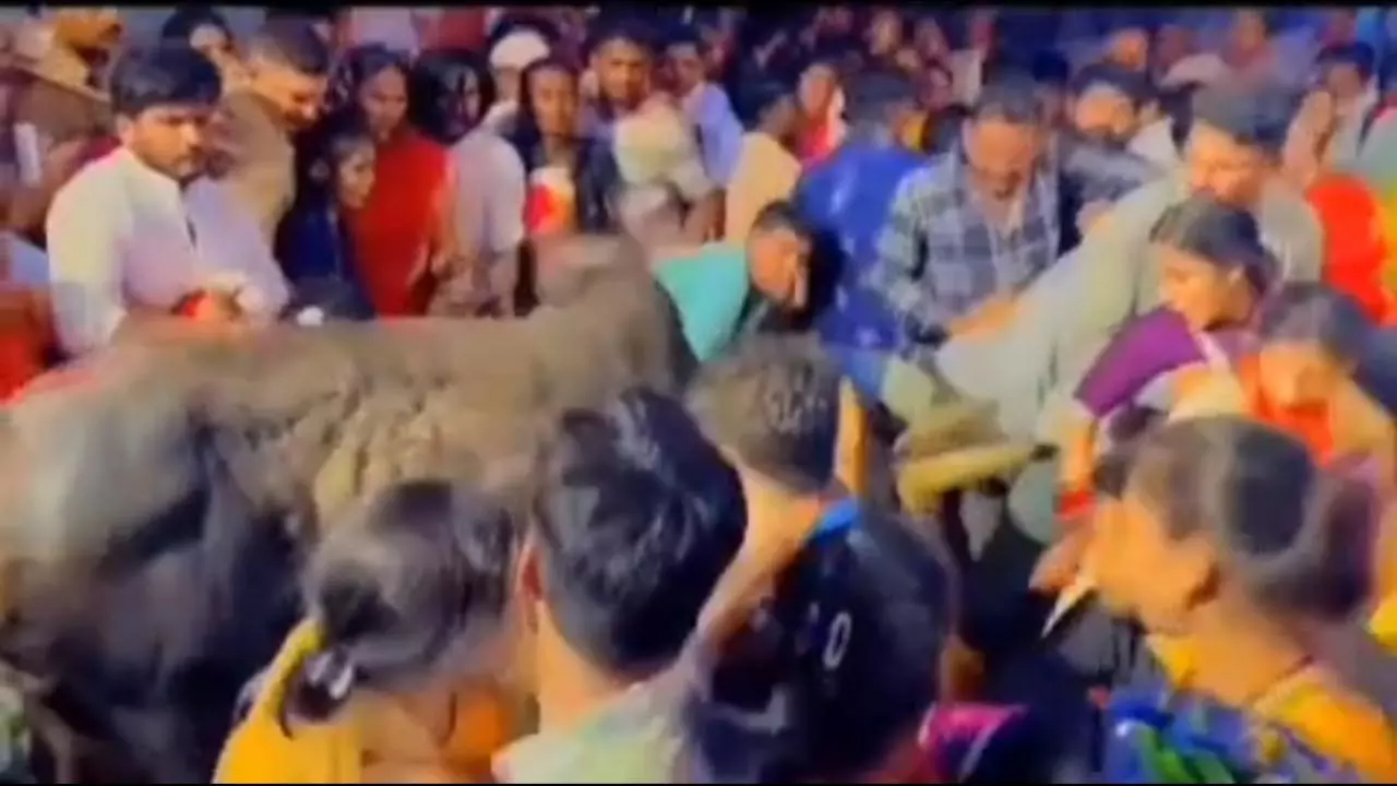 Mathura News: राधाकुण्ड में अहोई अष्टमी स्नान के दौरान सांड घुसा, कई श्रद्धालु घायल
