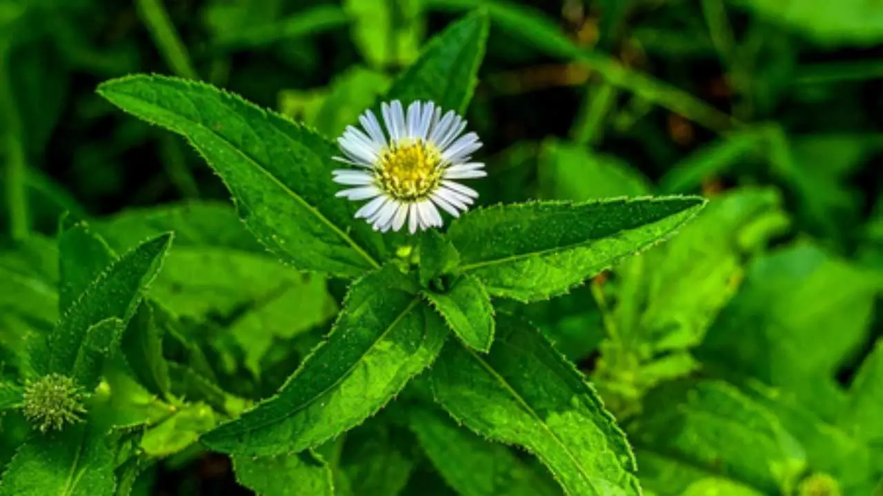Bhringraj uses