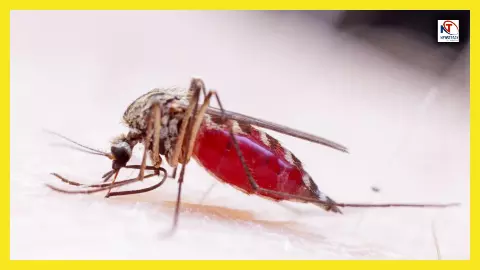 इस देश में है मच्छर पैदा करने की फैक्ट्री - जानिए ब्राजील कैसे बना रहा है अच्छे मच्छर इस देश में है मच्छर पैदा करने की फैक्ट्री - जानिए ब्राजील कैसे बना रहा है अच्छे मच्छर