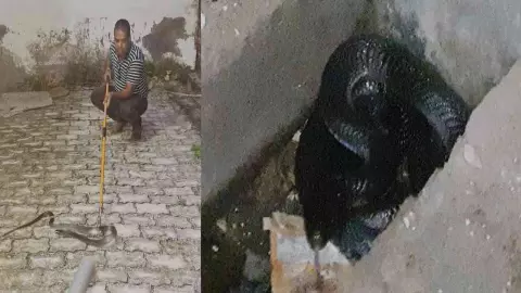 Etawah News: नाली में दिखा 5 फीट लंबा कोबरा, मची दहशत –किया गया रेस्क्यू Etawah News: नाली में दिखा 5 फीट लंबा कोबरा, मची दहशत –किया गया रेस्क्यू