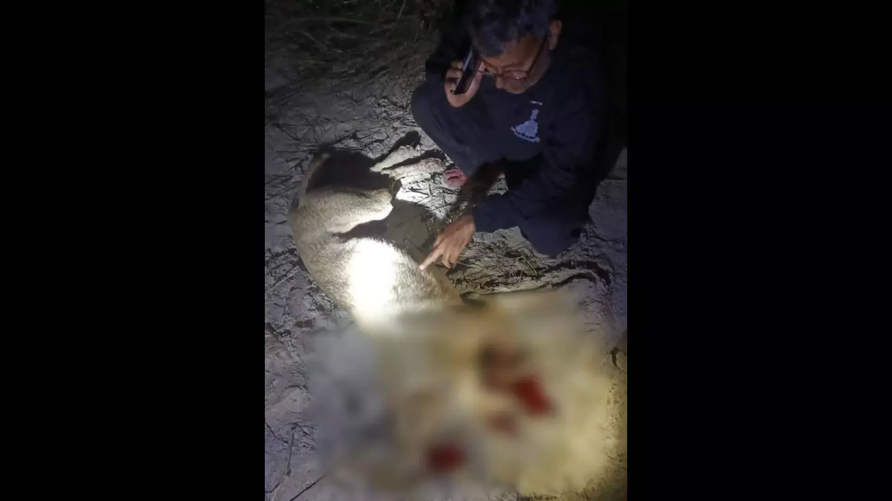 Bahraich News: आतंक मचाने वाला खूंखार भेड़िया मारा गया, वन विभाग की बड़ी सफलता
