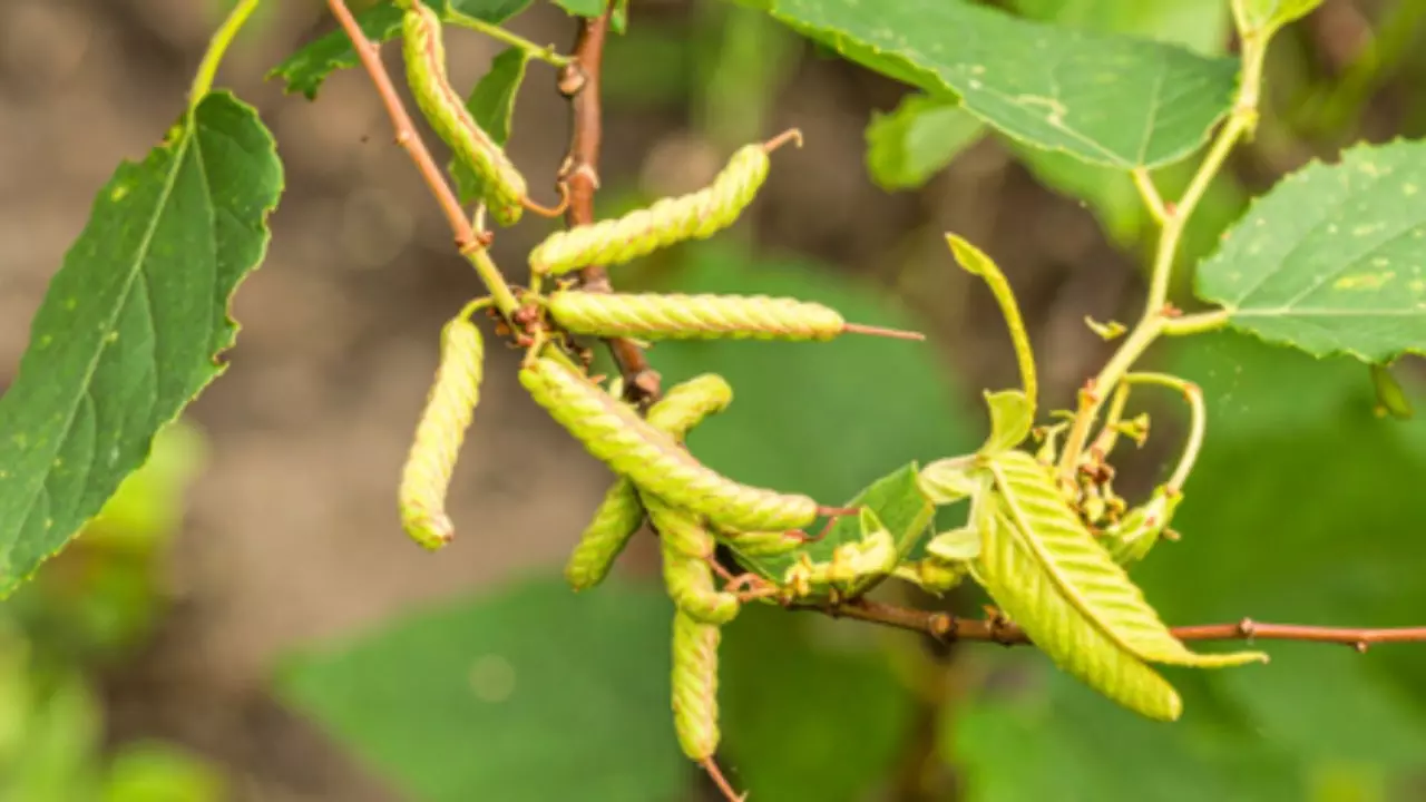 Marod Phali Benefits Marod Phali Benefits