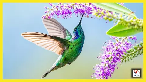 Hummingbird: दुनिया का सबसे छोटा और चमत्कारिक पक्षी - जिसे देखकर रह जाएंगे हैरान! Hummingbird: दुनिया का सबसे छोटा और चमत्कारिक पक्षी - जिसे देखकर रह जाएंगे हैरान!
