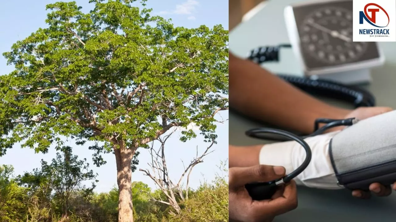 Mahogany Plant Benefits