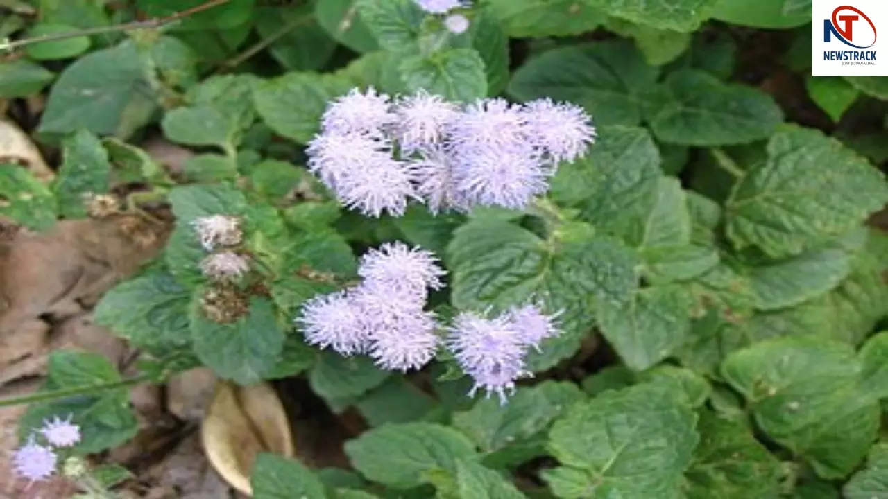Vishamushti Plant Benefits