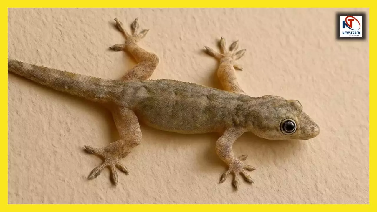 Lizard Farming: इन देशों में छिपकलियों की खेती कर लोग कमा रहे हैं करोड़ों, जानें पूरा सच और तरीका