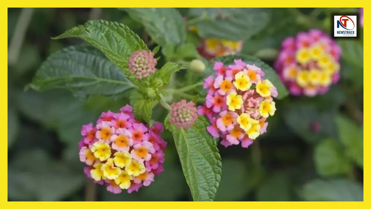 Dangerous Flower: भारत के लिए कैसे सिर्रदर्द बना यह विदेशी फूल? जानिए लैंटाना की कहानी