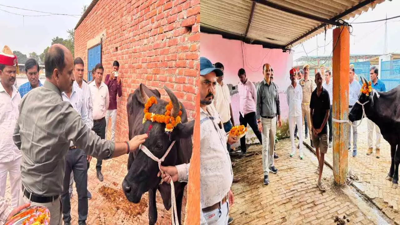 kannauj News: 175 गो-आश्रय स्थलों पर गोवर्धन पूजा, डीएम के निरीक्षण मे कर्मी दिखे नदारत