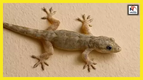 Lizard Farming: इन देशों में छिपकलियों की खेती कर लोग कमा रहे हैं करोड़ों, जानें पूरा सच और तरीका Lizard Farming: इन देशों में छिपकलियों की खेती कर लोग कमा रहे हैं करोड़ों, जानें पूरा सच और तरीका