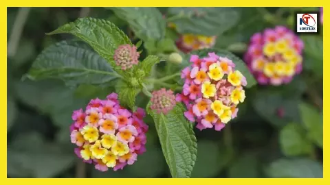 Dangerous Flower: भारत के लिए कैसे सिर्रदर्द बना यह विदेशी फूल? जानिए लैंटाना की कहानी Dangerous Flower: भारत के लिए कैसे सिर्रदर्द बना यह विदेशी फूल? जानिए लैंटाना की कहानी