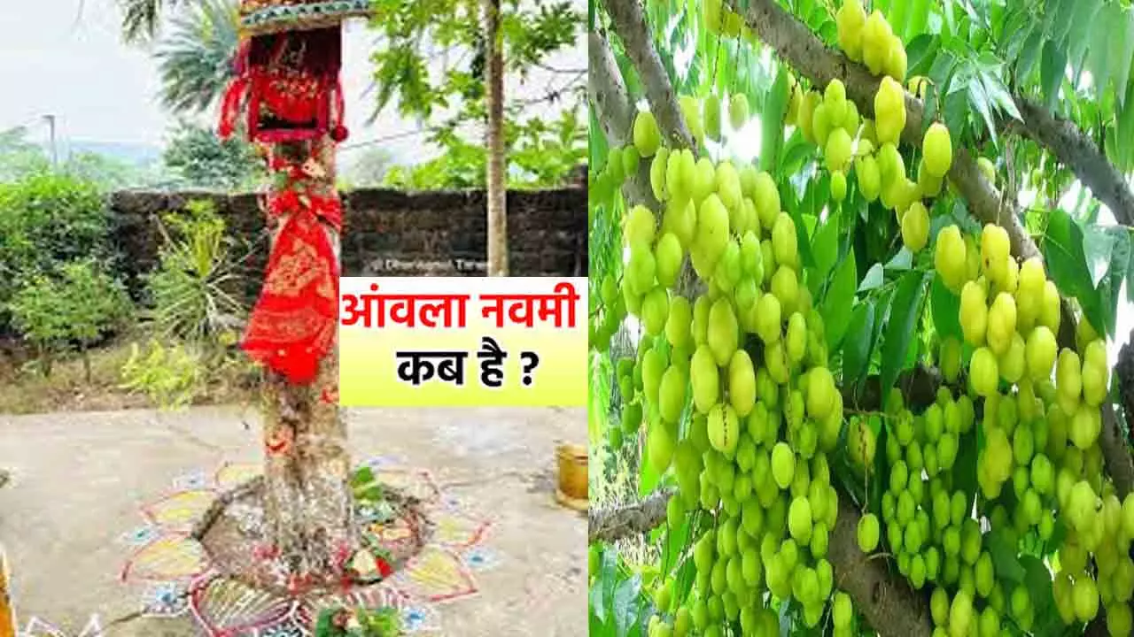 आंवला नवमी 2025 कब है,Amla Navami Kab Hai 2025 जानिए  शुभ मुहूर्त, पूजा विधि और महत्व आंवला नवमी 2025 कब है,Amla Navami Kab Hai 2025 जानिए  शुभ मुहूर्त, पूजा विधि और महत्व