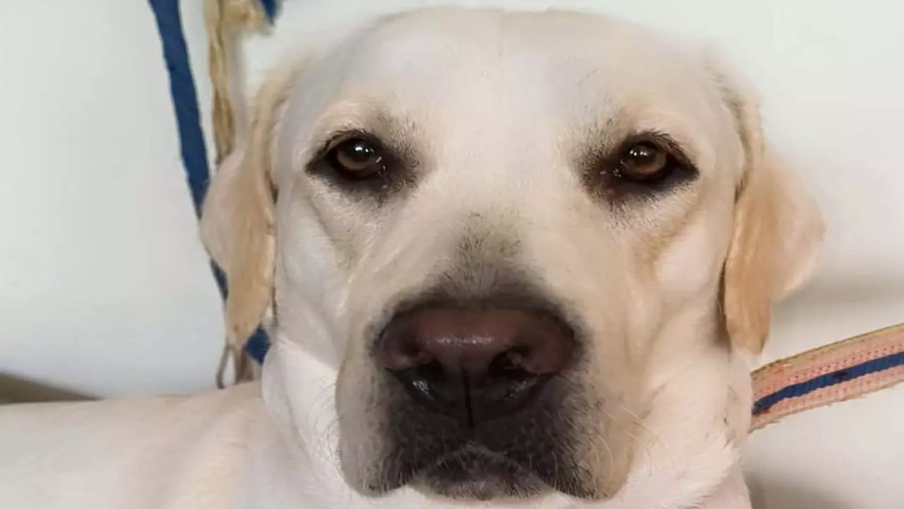 Mysteriously missing Labrador, Rs 2100 reward put up by owner for tracer