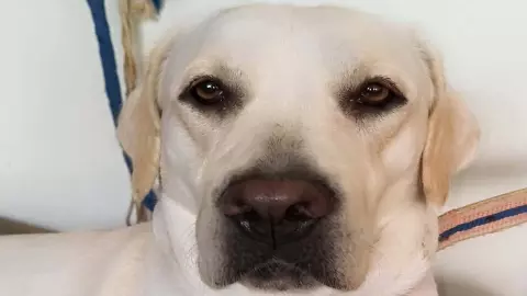 Mysteriously missing Labrador, Rs 2100 reward put up by owner for tracer