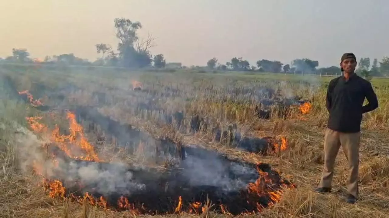 Mathura News: बेरी में पराली जलाने पर सख्ती, एक किसान गिरफ्तार Mathura News: बेरी में पराली जलाने पर सख्ती, एक किसान गिरफ्तार
