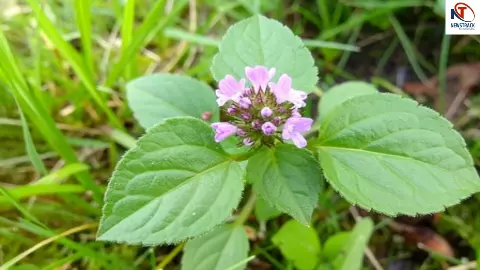 Medicinal Plant Medicinal Plant