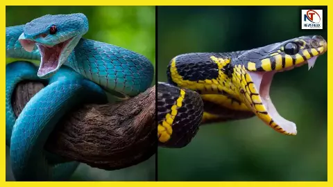 Snake lifespan: कितने साल तक जिंदा रहते हैं सांप? जानिए उनकी उम्र और रहस्यमयी तथ्य! Snake lifespan: कितने साल तक जिंदा रहते हैं सांप? जानिए उनकी उम्र और रहस्यमयी तथ्य!