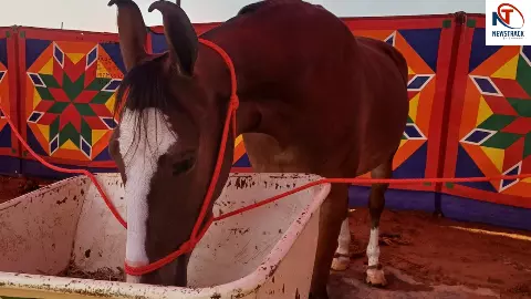 Pushkar Fair
