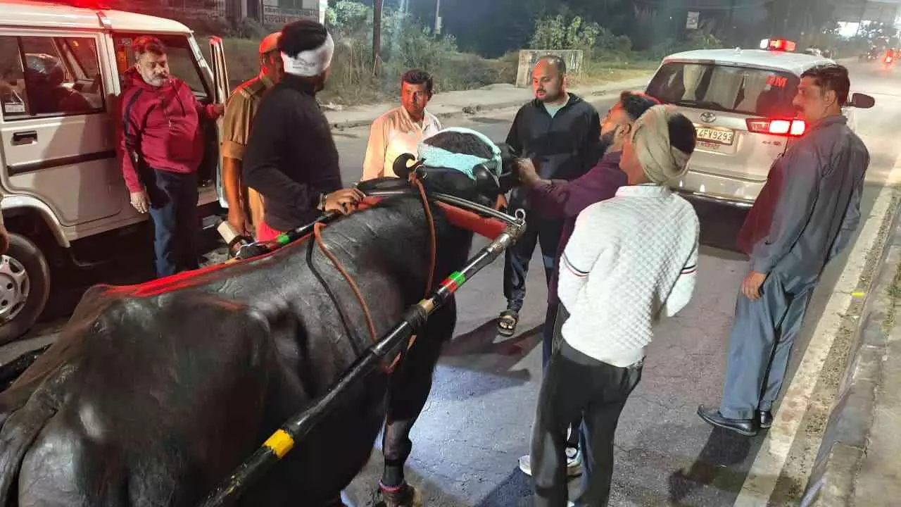 Hapur News: डीएम एक्शन मोड में, पाँच गिरफ्तार, चार भैंसे-झोटे जब्त Hapur News: डीएम एक्शन मोड में, पाँच गिरफ्तार, चार भैंसे-झोटे जब्त