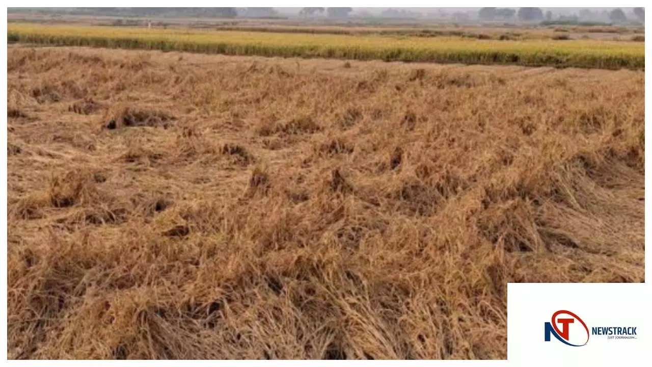 Shravasti News : तराई में बारिश से किसान परेशान, धान और बुआई वाली फसलों की सुरक्षा पर सलाह