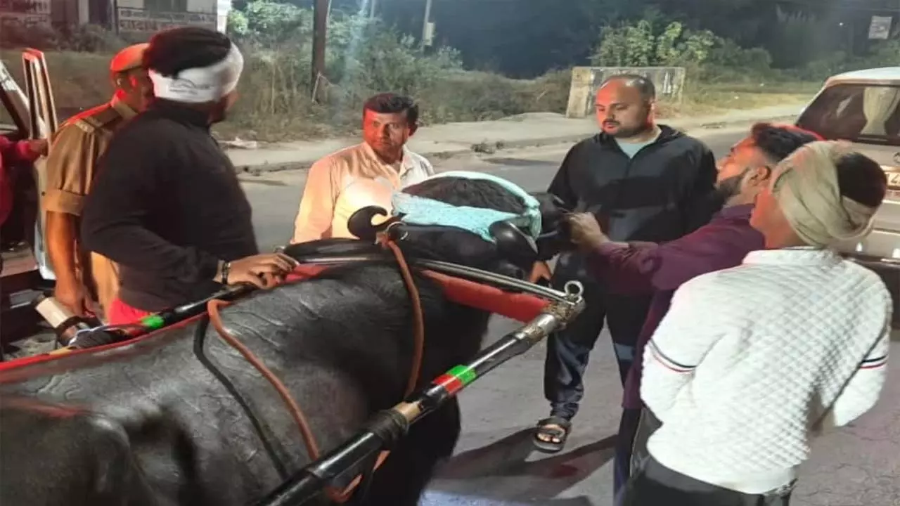 Midnight knock on DM, applied brakes on fake-buggy race, 9 arrested